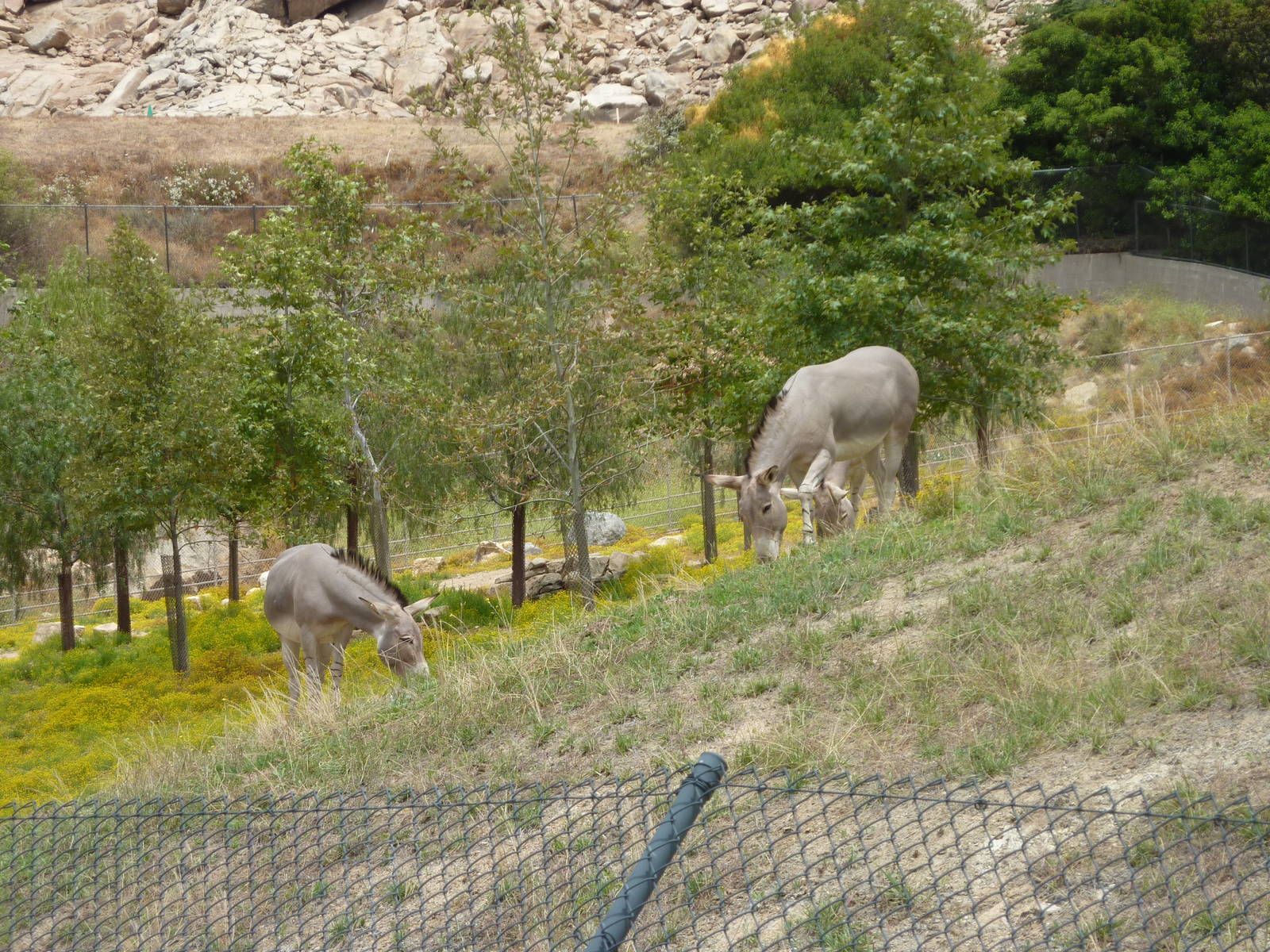 6-12-10 Somalian Wild Ass