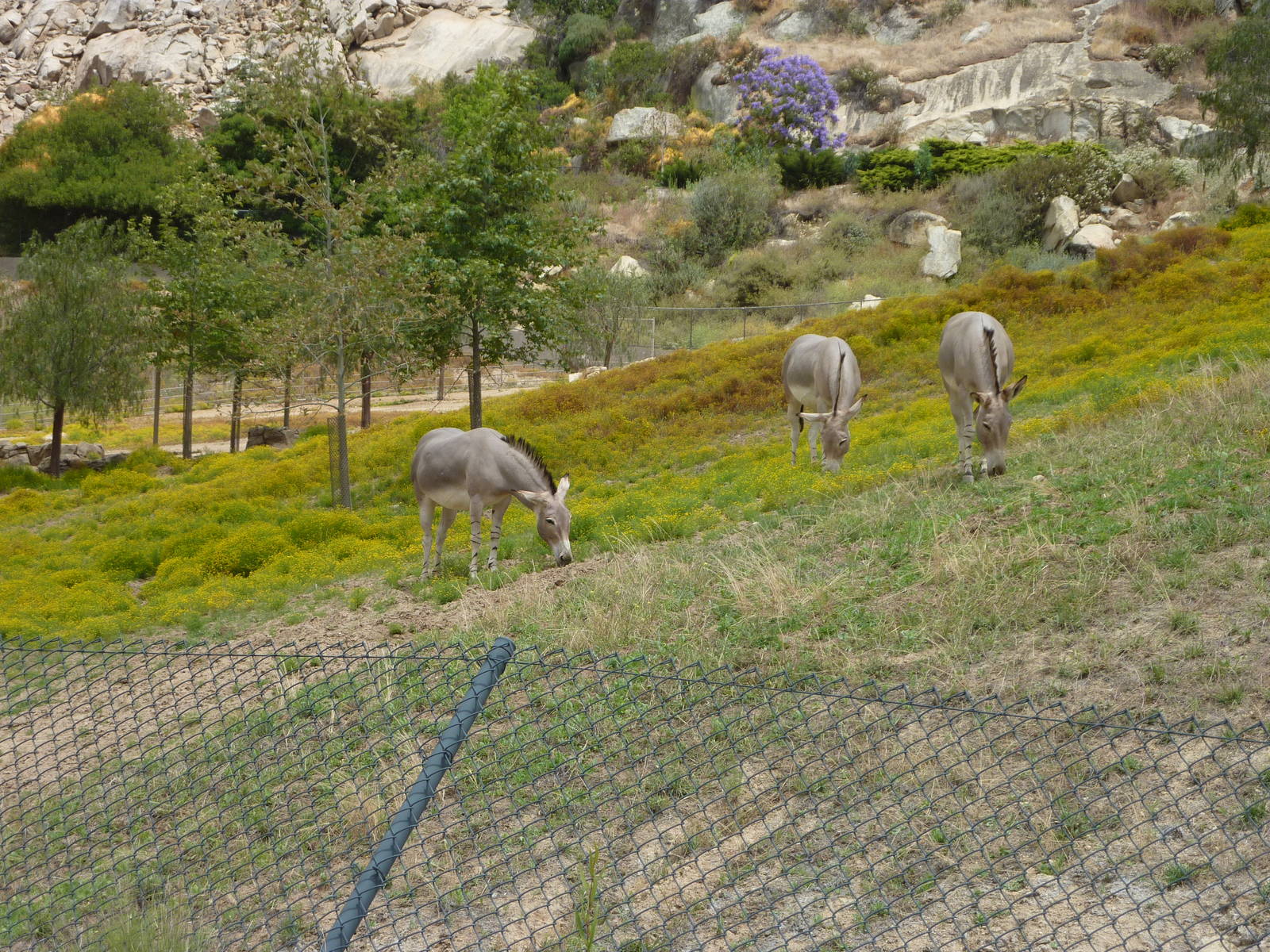 6-12-10 Somalian Wild Ass