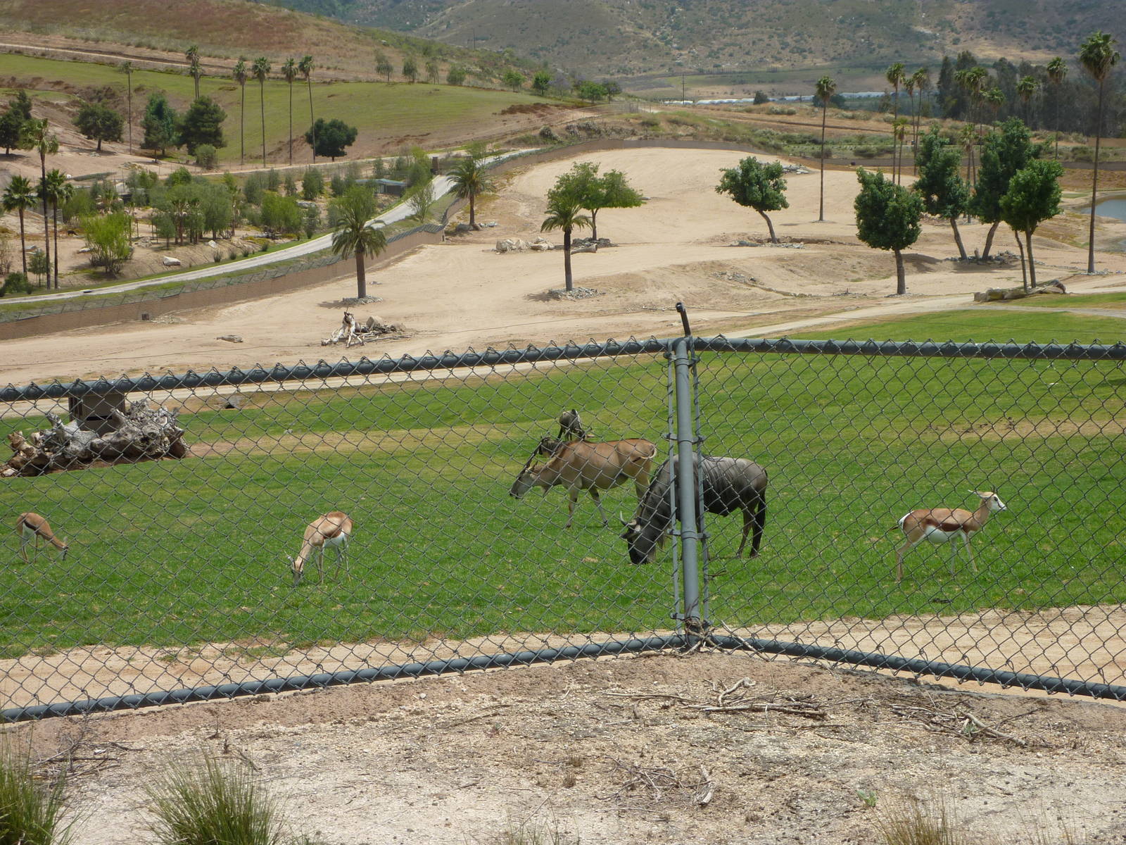 6-12-10 Springbok, Wildebeest, and Patterson's Eland