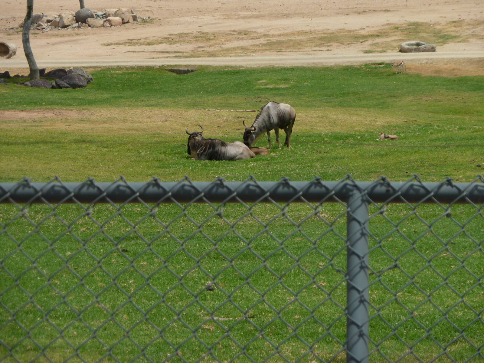 6-12-10 Wildebeest Calf