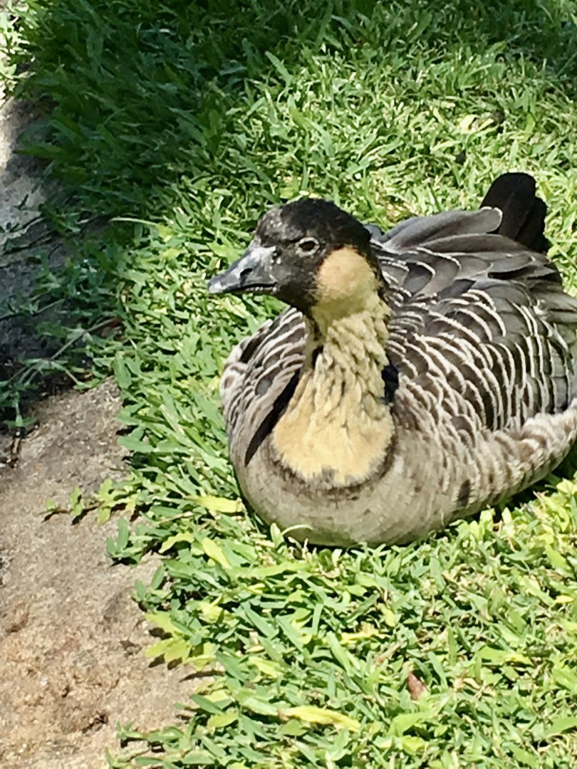 6/17/19 Hawaiian Goose, Kauai, HI