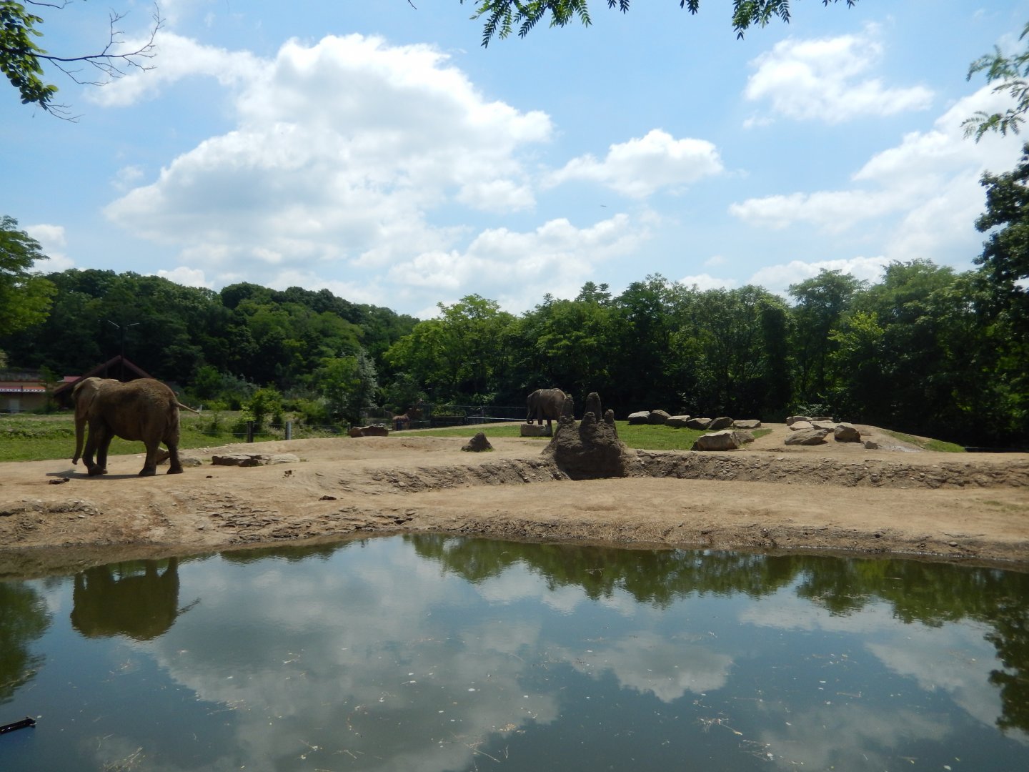 6/17/2018 - African Elephant Habitat