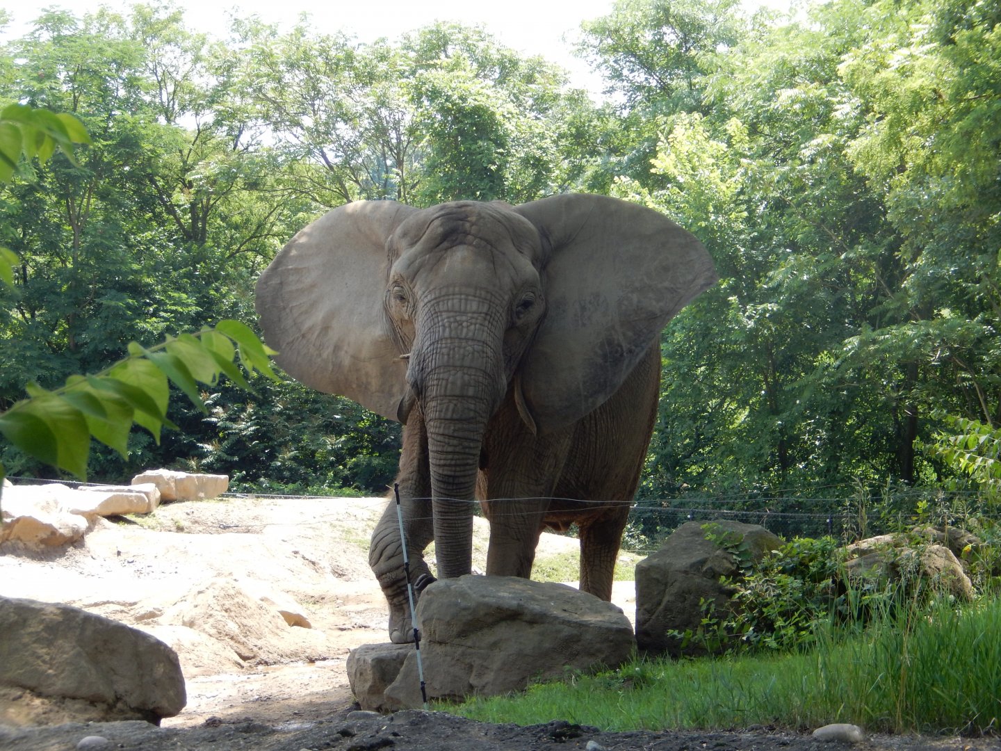6/17/2018 - African Elephant