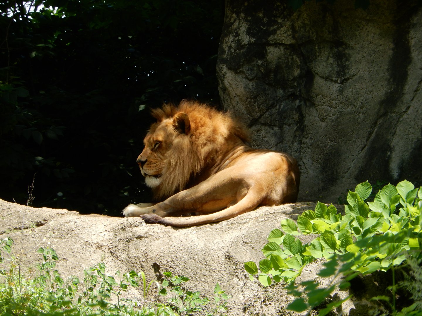 6/17/2018 - African Lion