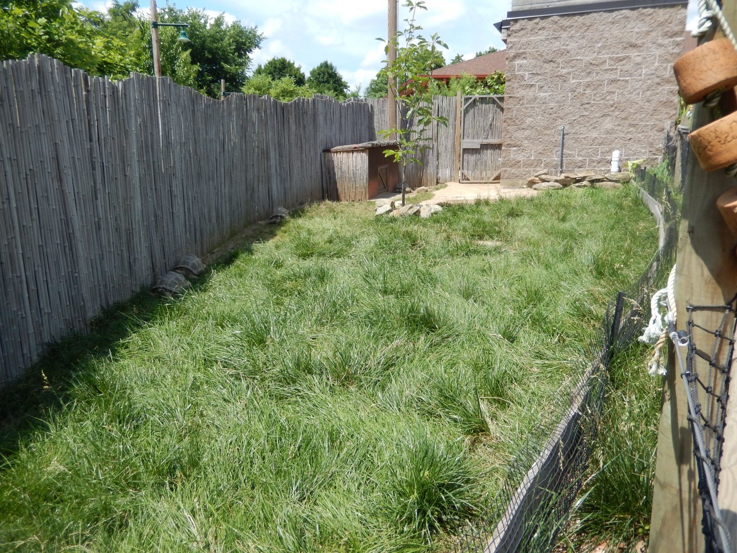 6/17/2018 - Aldabra Tortoise Exhibit
