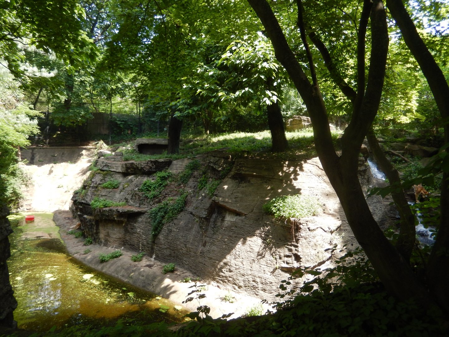 6/17/2018 - Amur Tiger Habitat