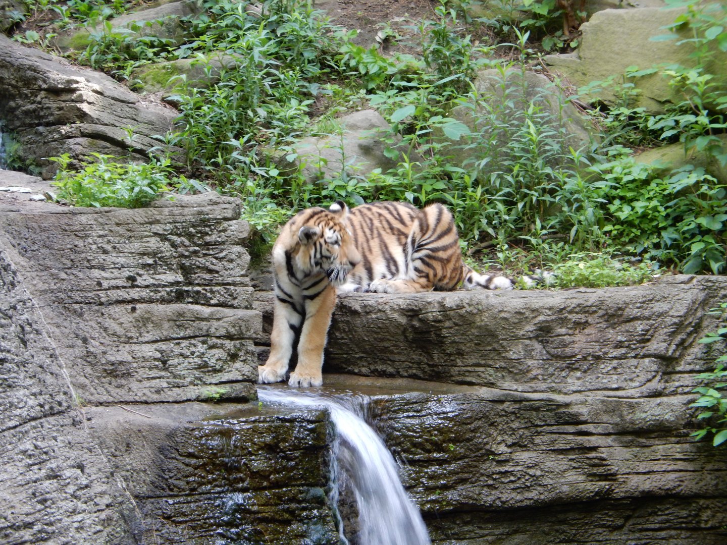 6/17/2018 - Amur Tiger