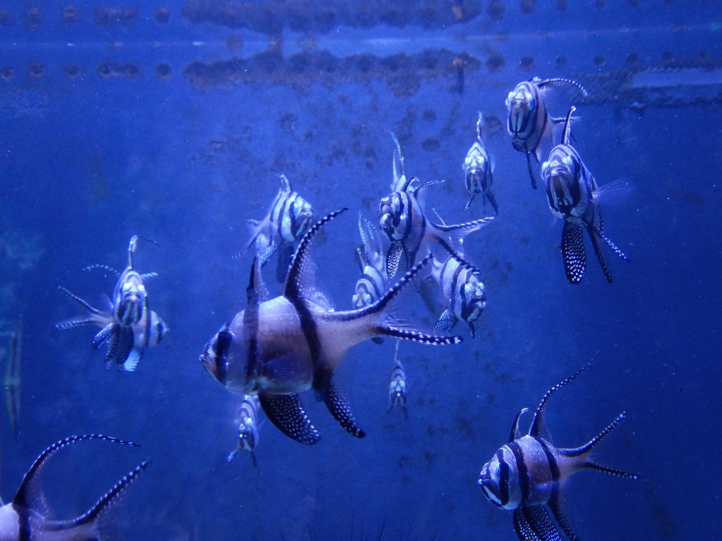 6/17/2018 - Banggai Cardinalfish School