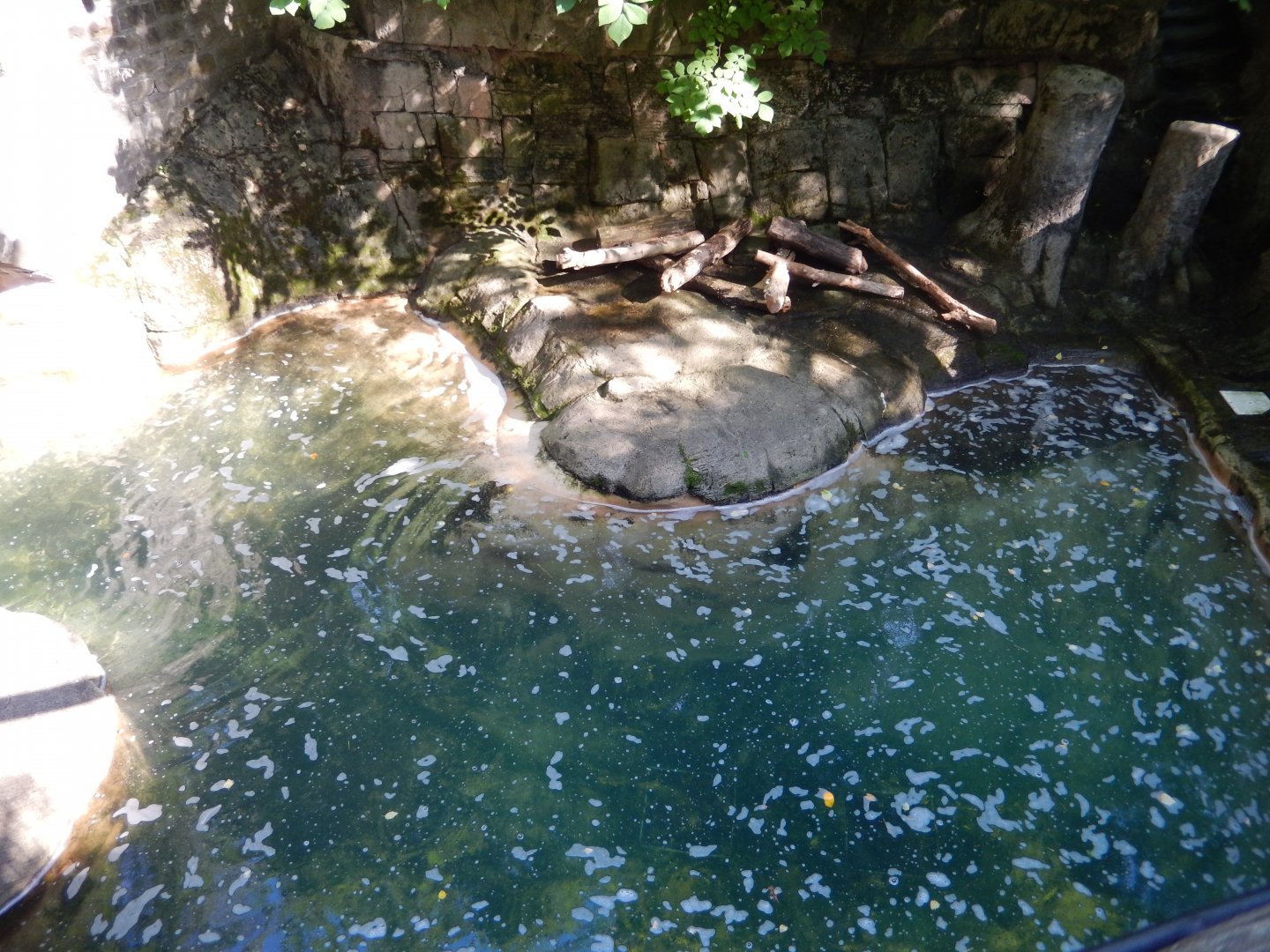 6/17/2018 - Beaver Exhibit