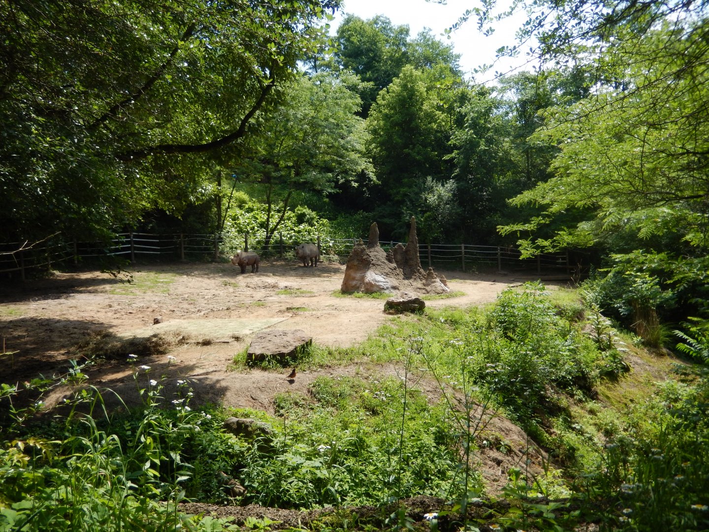 6/17/2018 - Black Rhino Exhibit