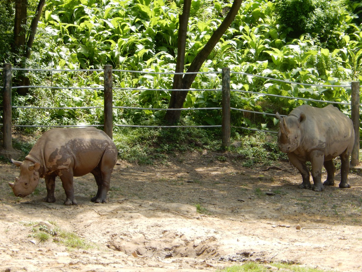 6/17/2018 - Black Rhino Mom and Older Calf