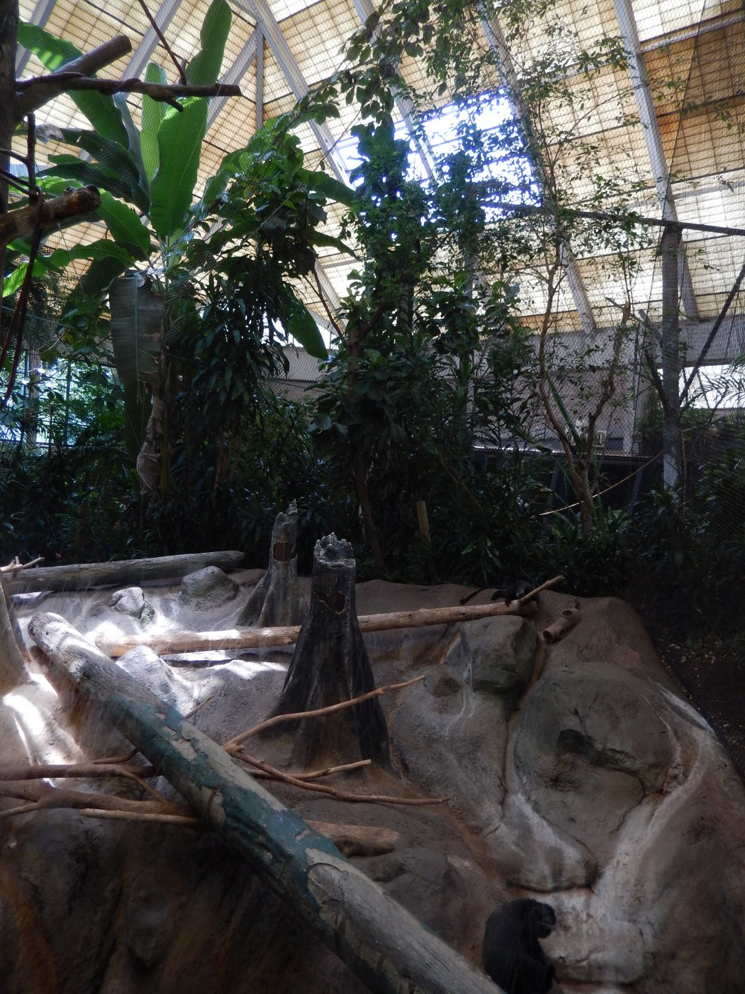 6/17/2018 - Blue Monkey Exhibit