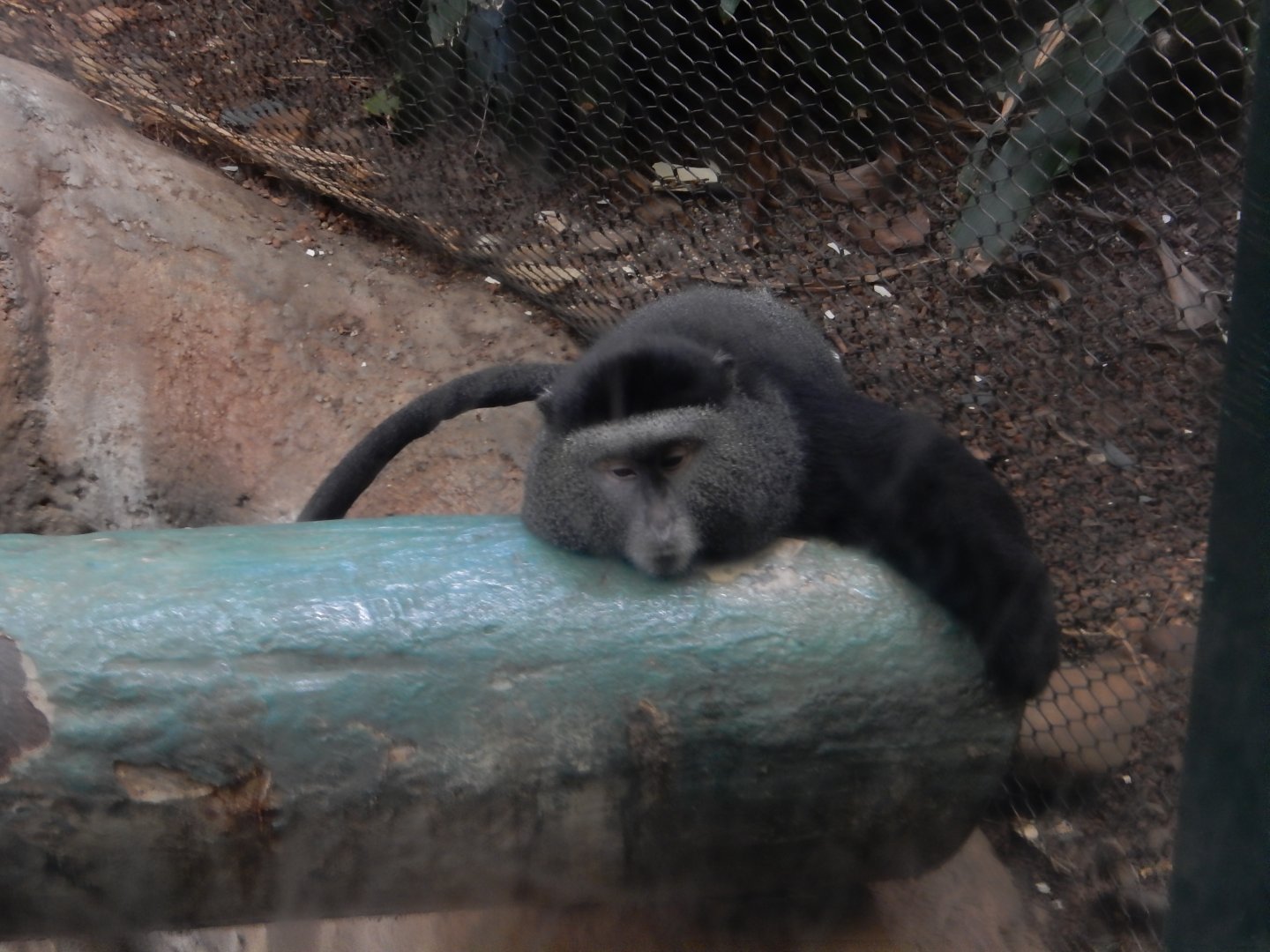 6/17/2018 - Blue Monkey