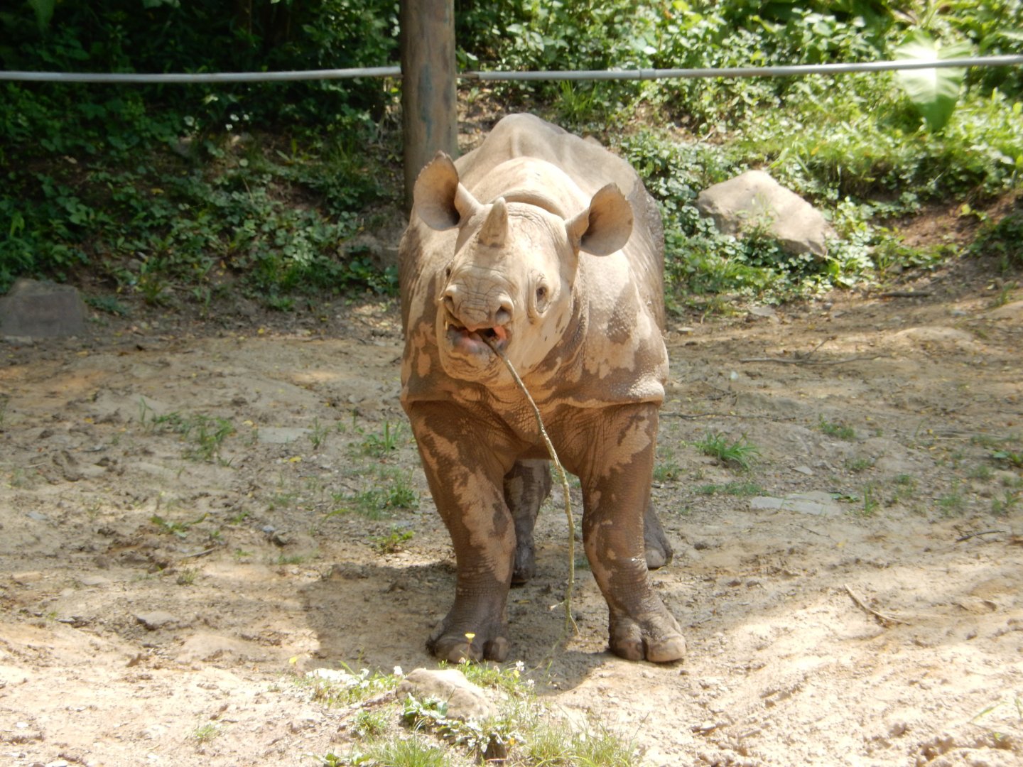 6/17/2018 - Branching Out