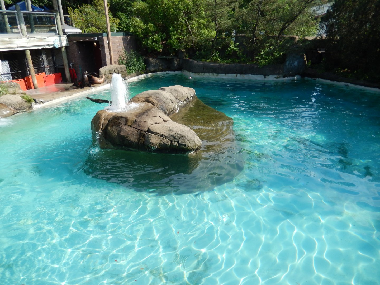 6/17/2018 - California Sea Lion Pool