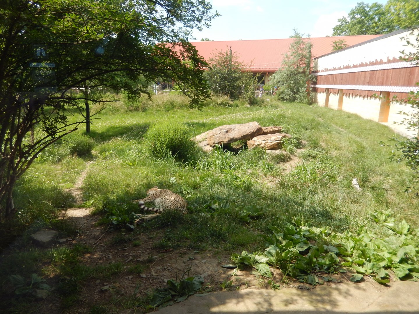 6/17/2018 - Cheetah Habitat