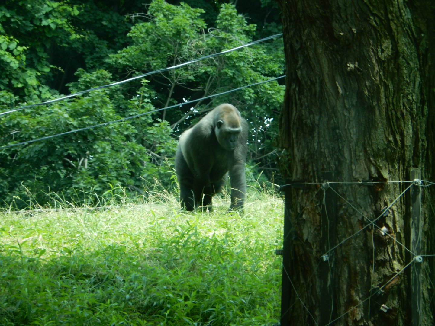 6/17/2018 - Female Gorilla