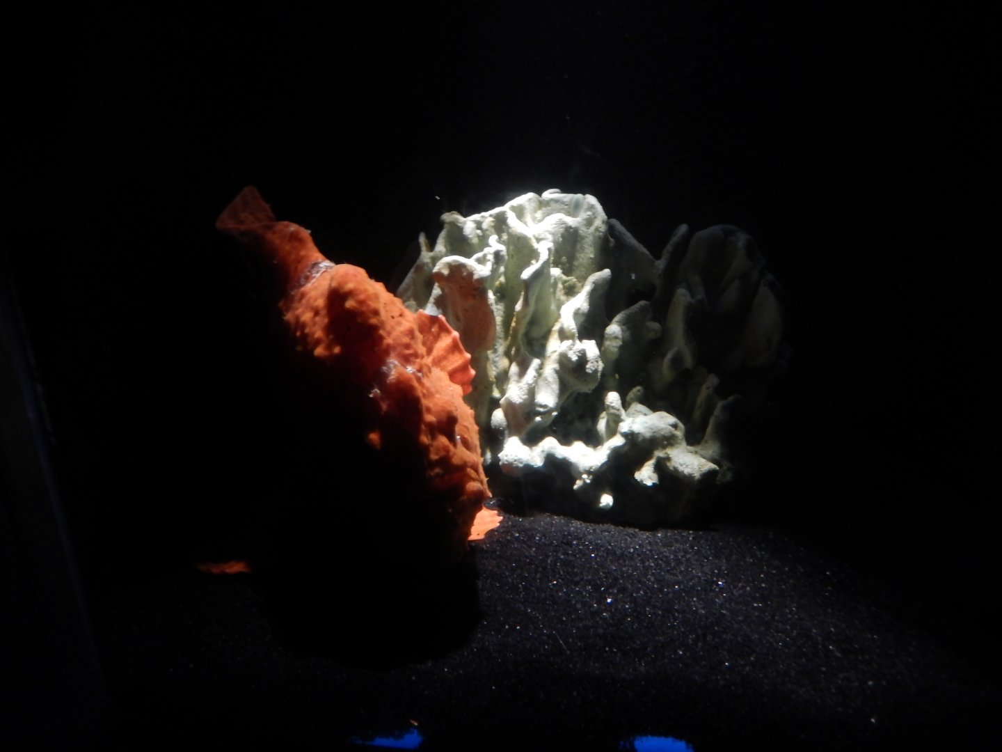 6/17/2018 - Fish ID Please?