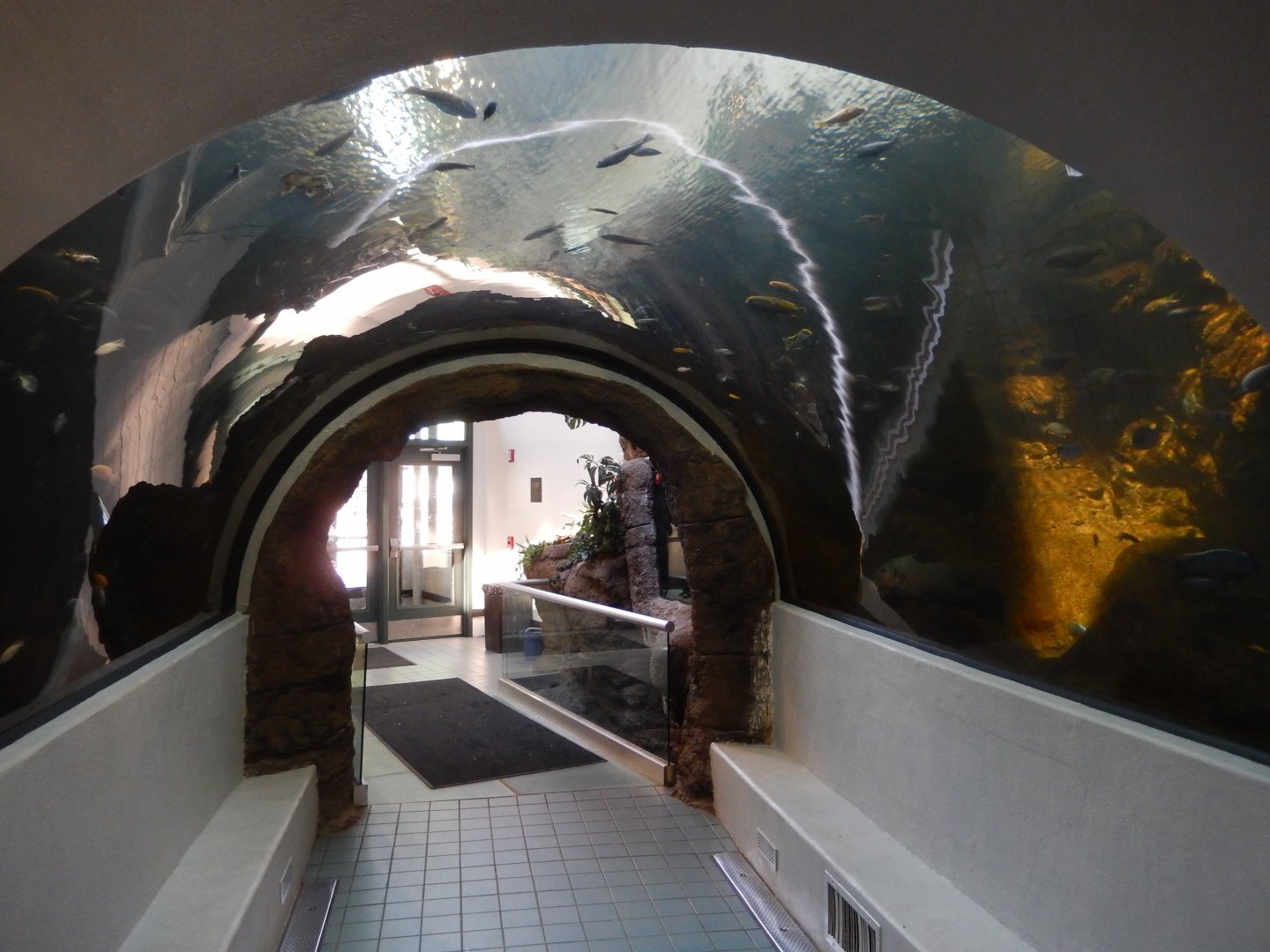 6/17/2018 - Fish Tunnel