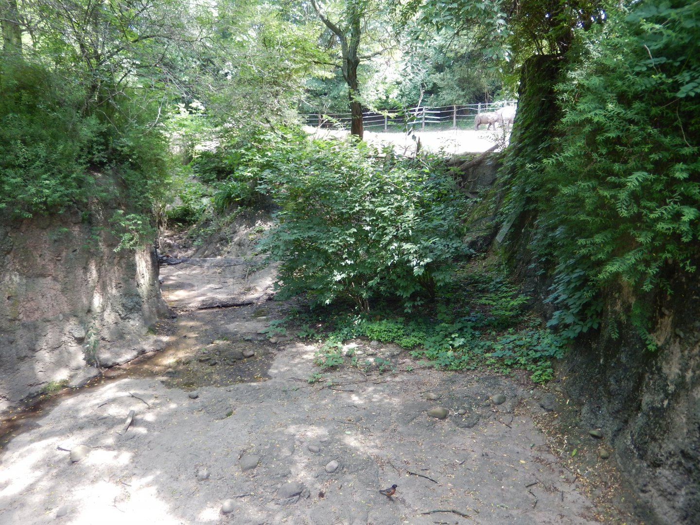 6/17/2018 - Former Crocodile Exhibit (Foreground) and Black Rhino Exhibit (Background)