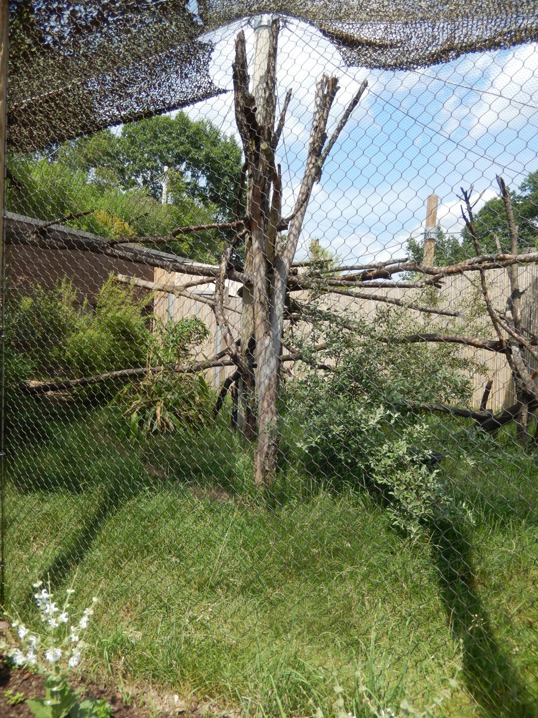 6/17/2018 - Fossa Habitat
