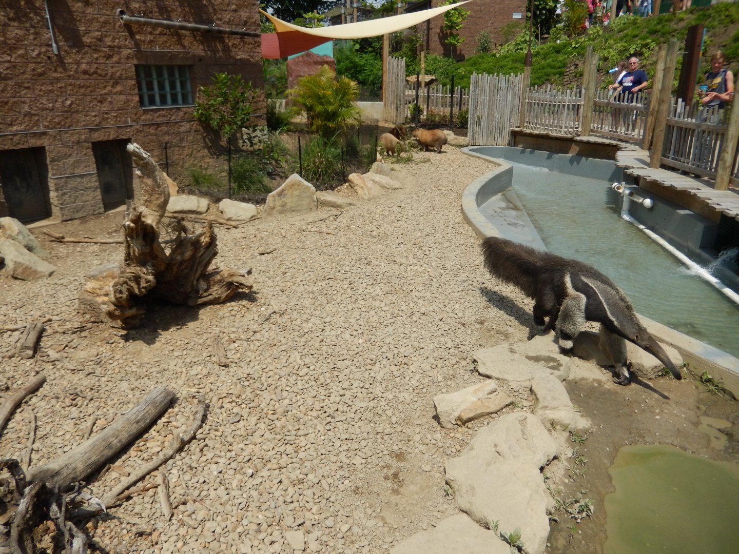 6/17/2018 - Giant Anteater and Capybara Exhibit