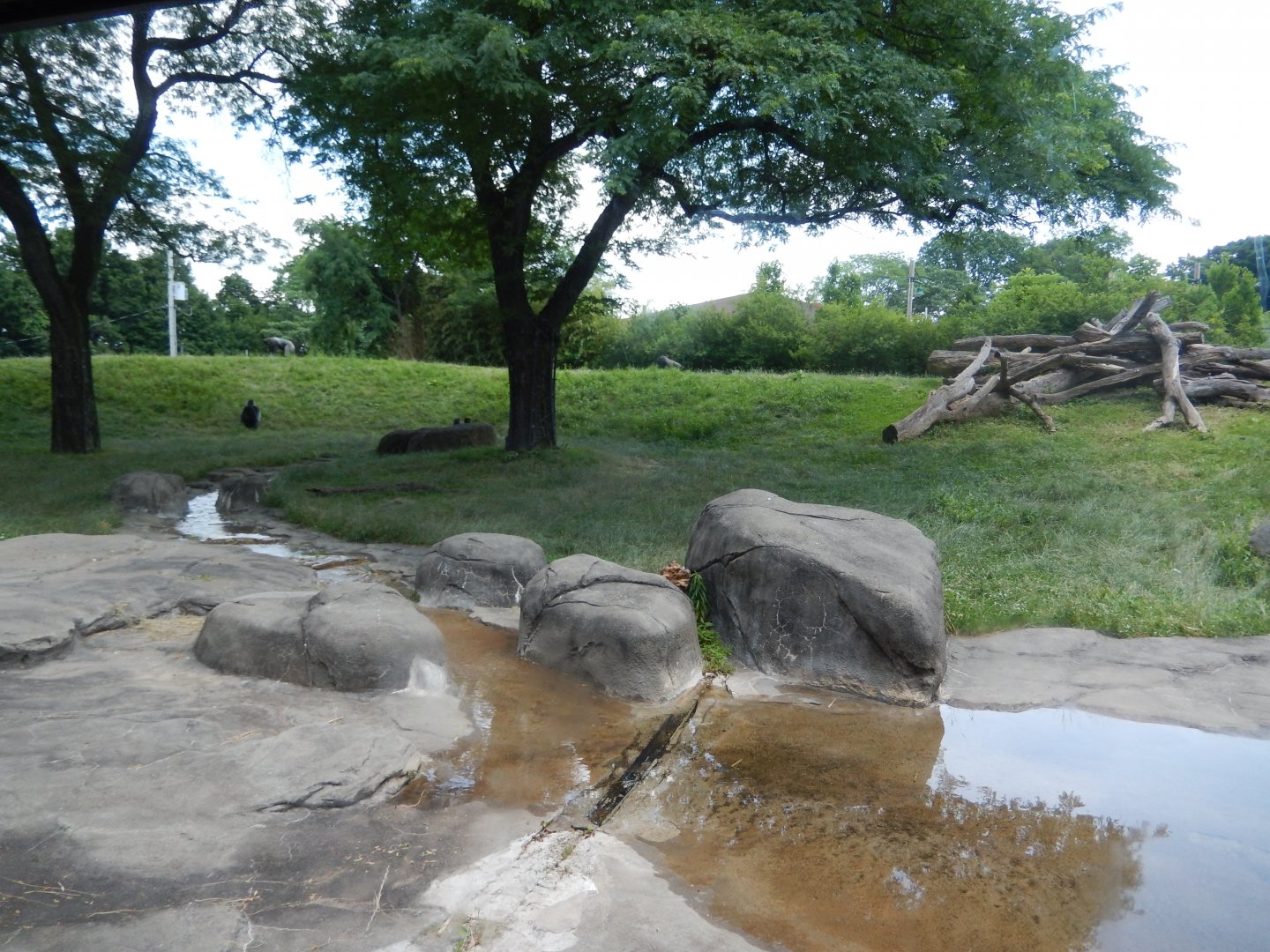 6/17/2018 - Gorilla Habitat