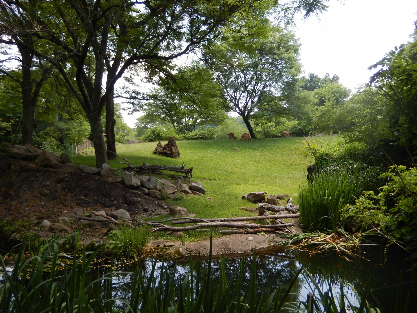 6/17/2018 - Hoofstock Habitat