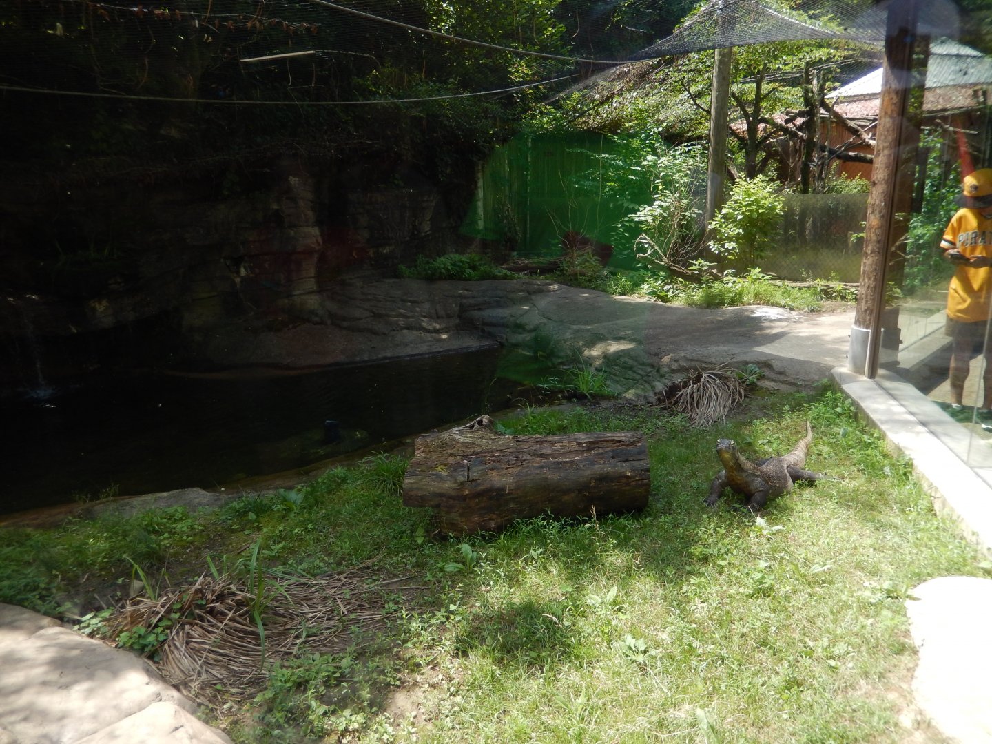 6/17/2018 - Komodo Dragon Habitat