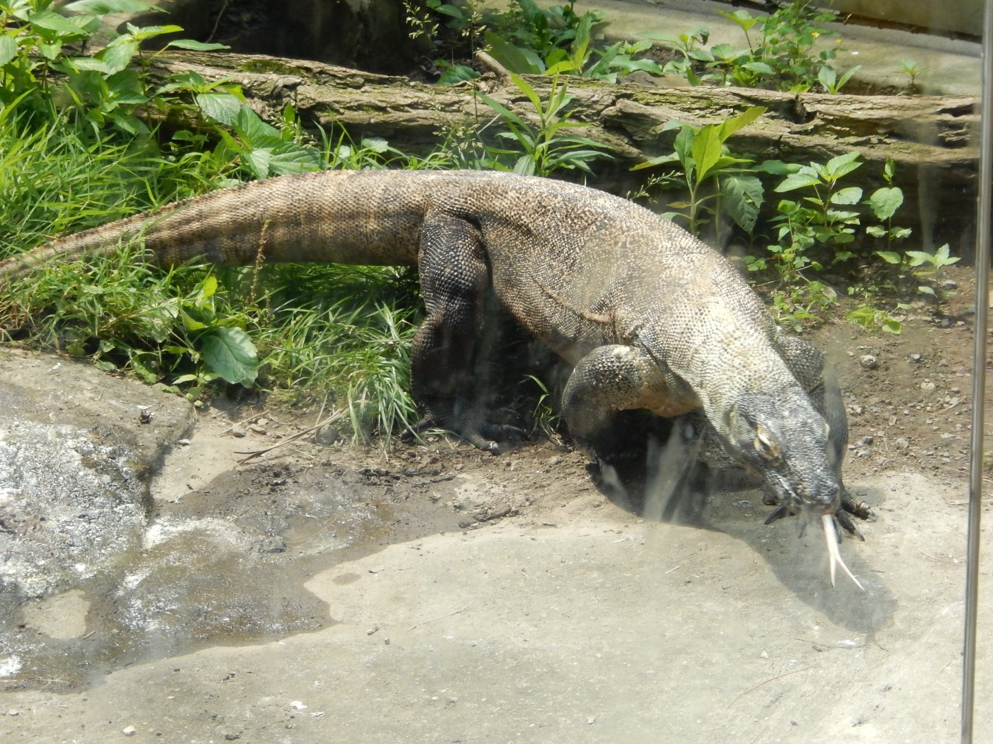6/17/2018 - Komodo Dragon