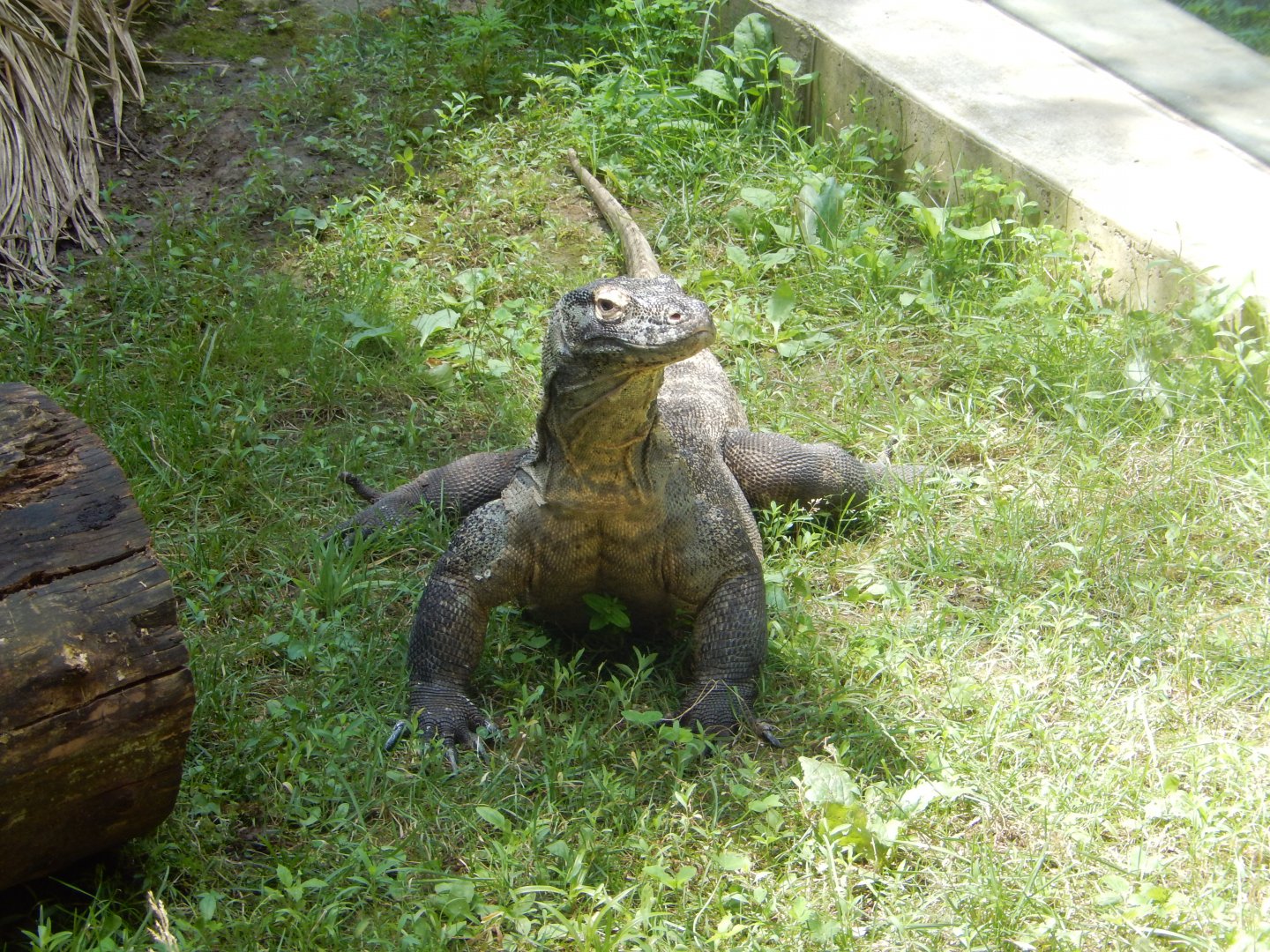 6/17/2018 - Komodo Dragon