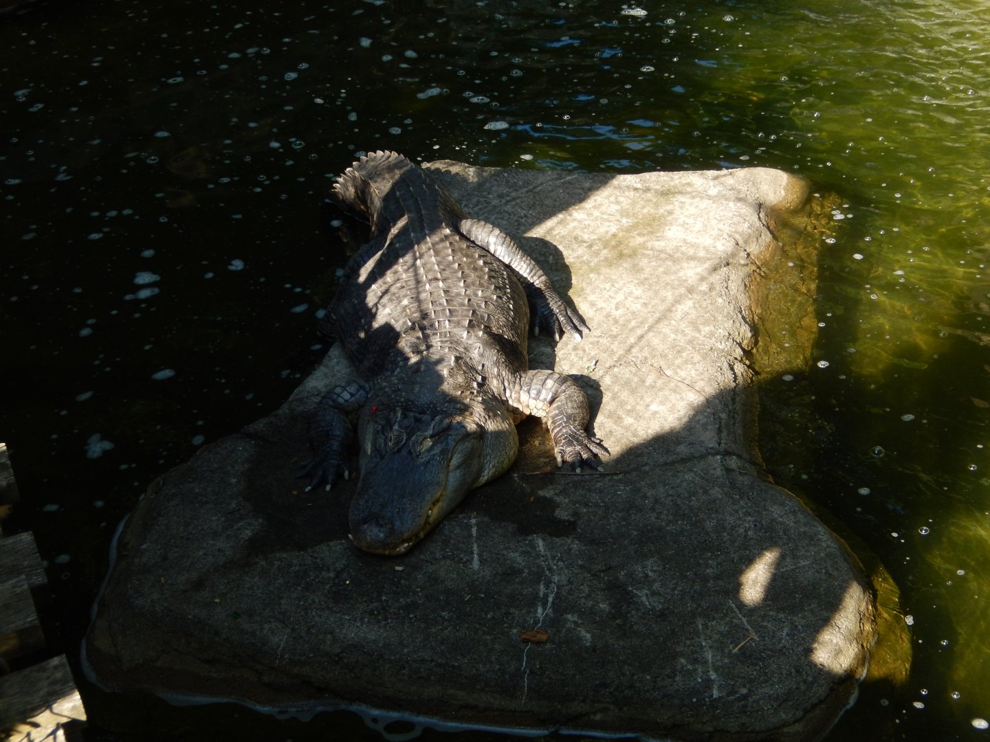 6/17/2018 - Massive American Alligator