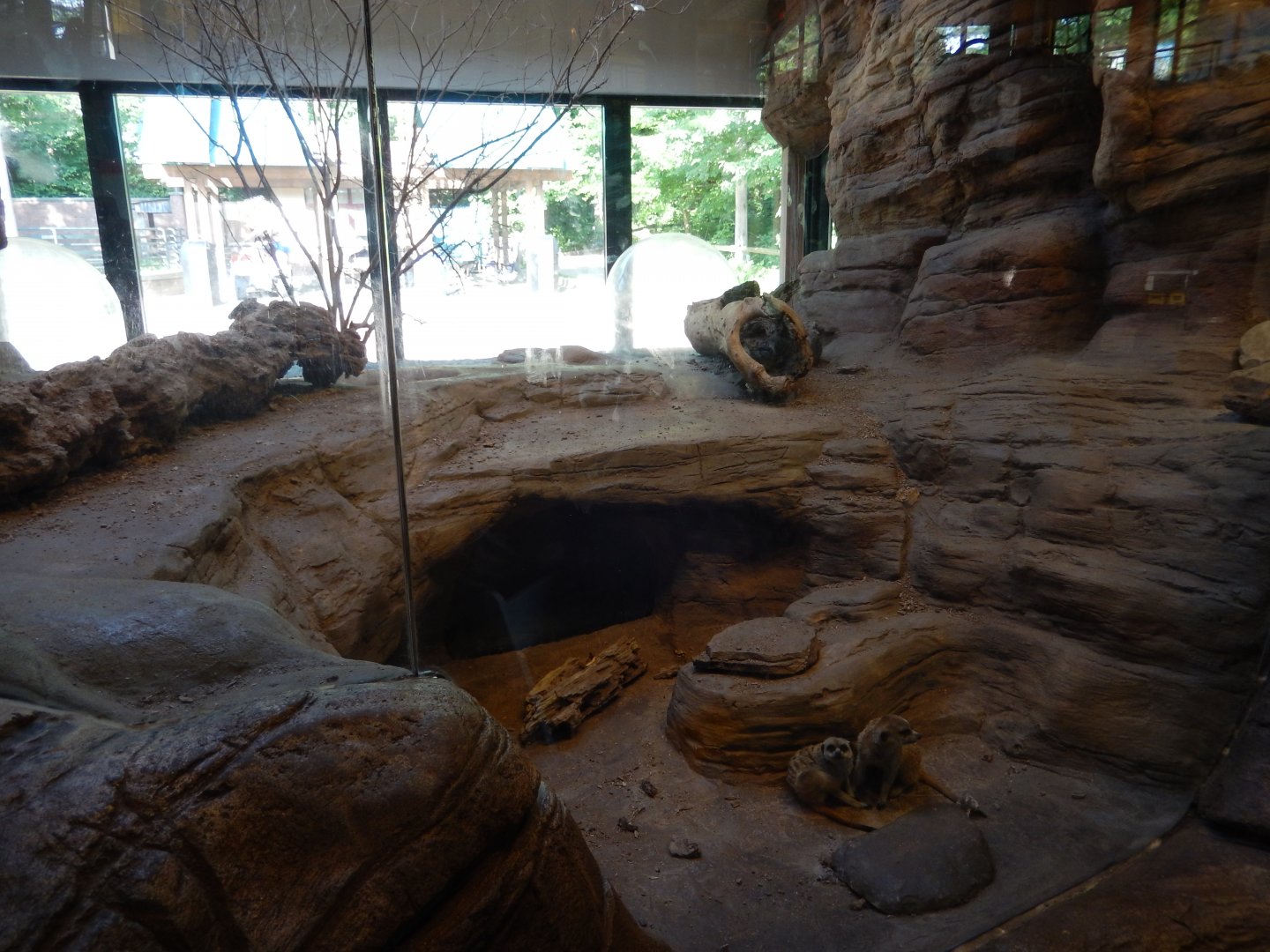 6/17/2018 - Meerkat Habitat