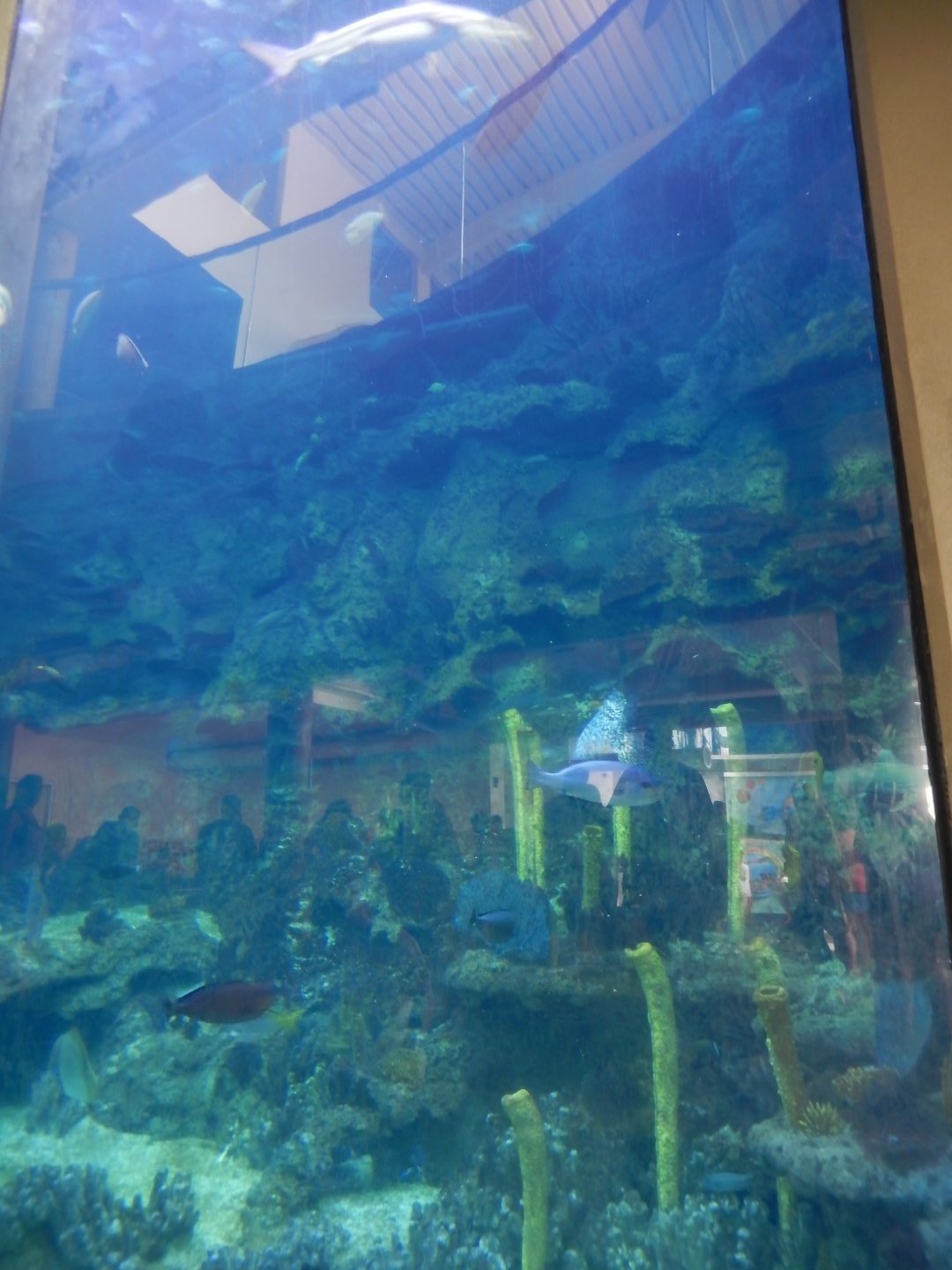 6/17/2018 - Ocean Tank