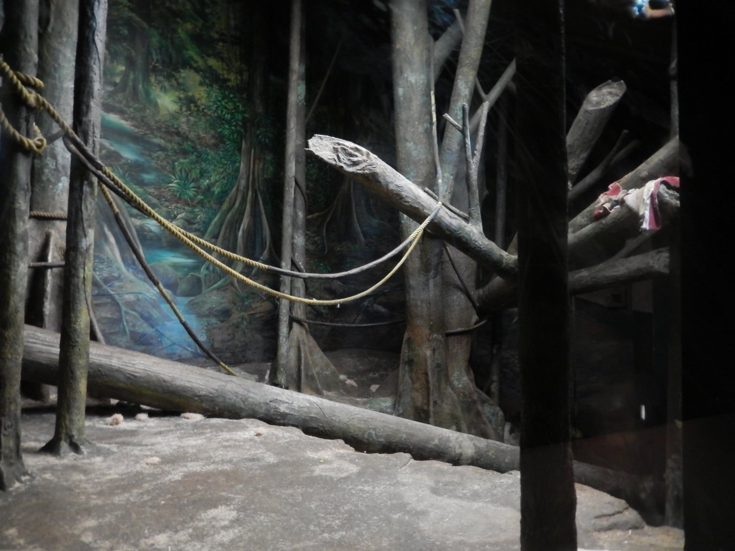 6/17/2018 - Orangutan Exhibit