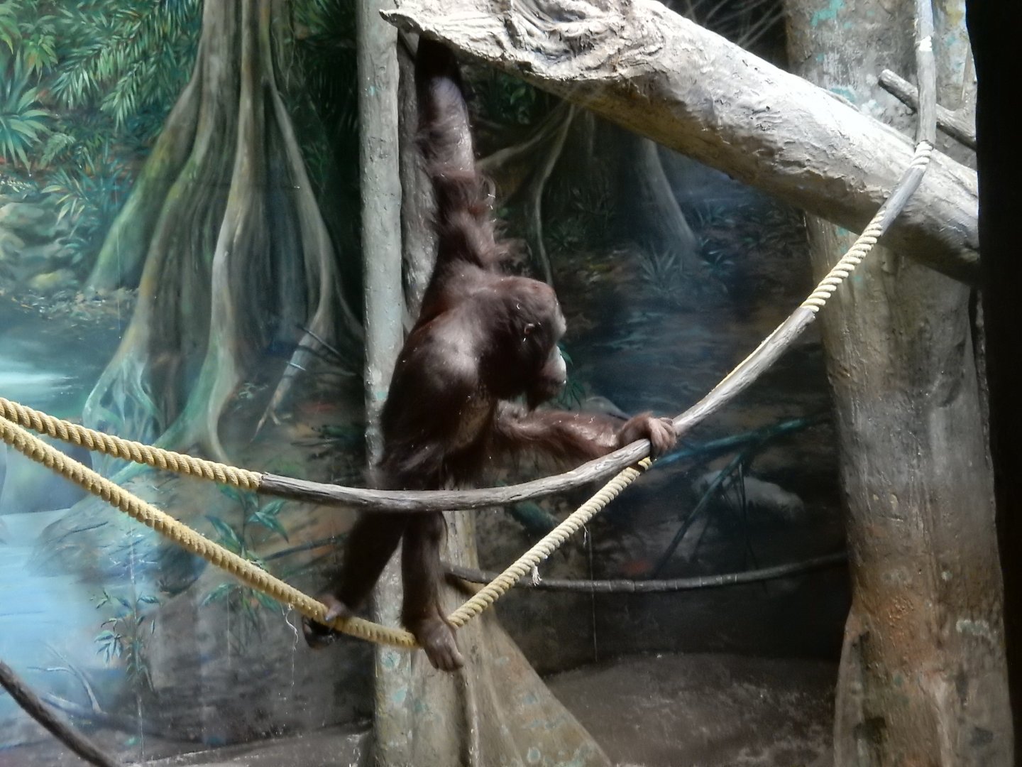 6/17/2018 - Orangutan