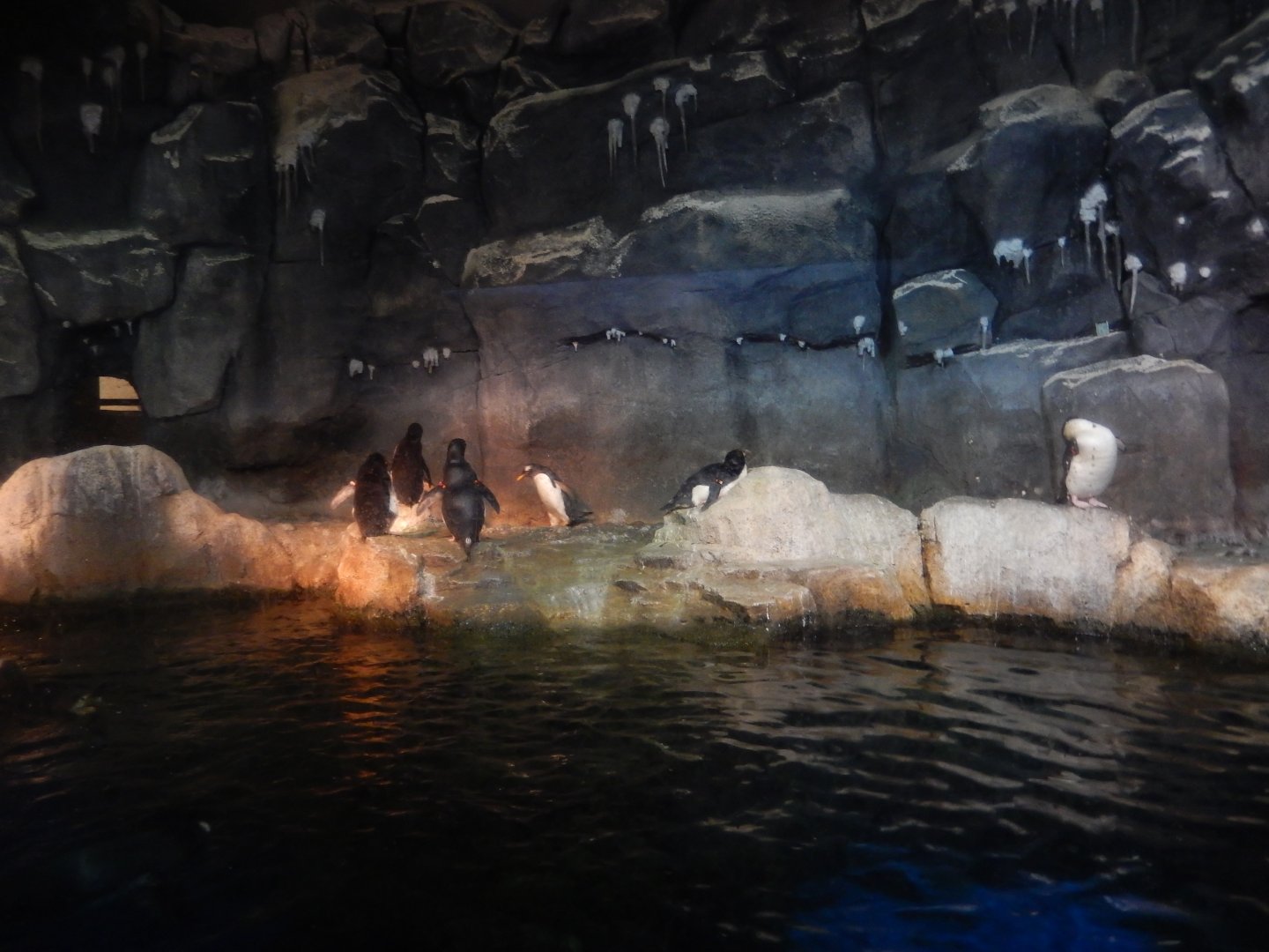 6/17/2018 - Penguin Habitat