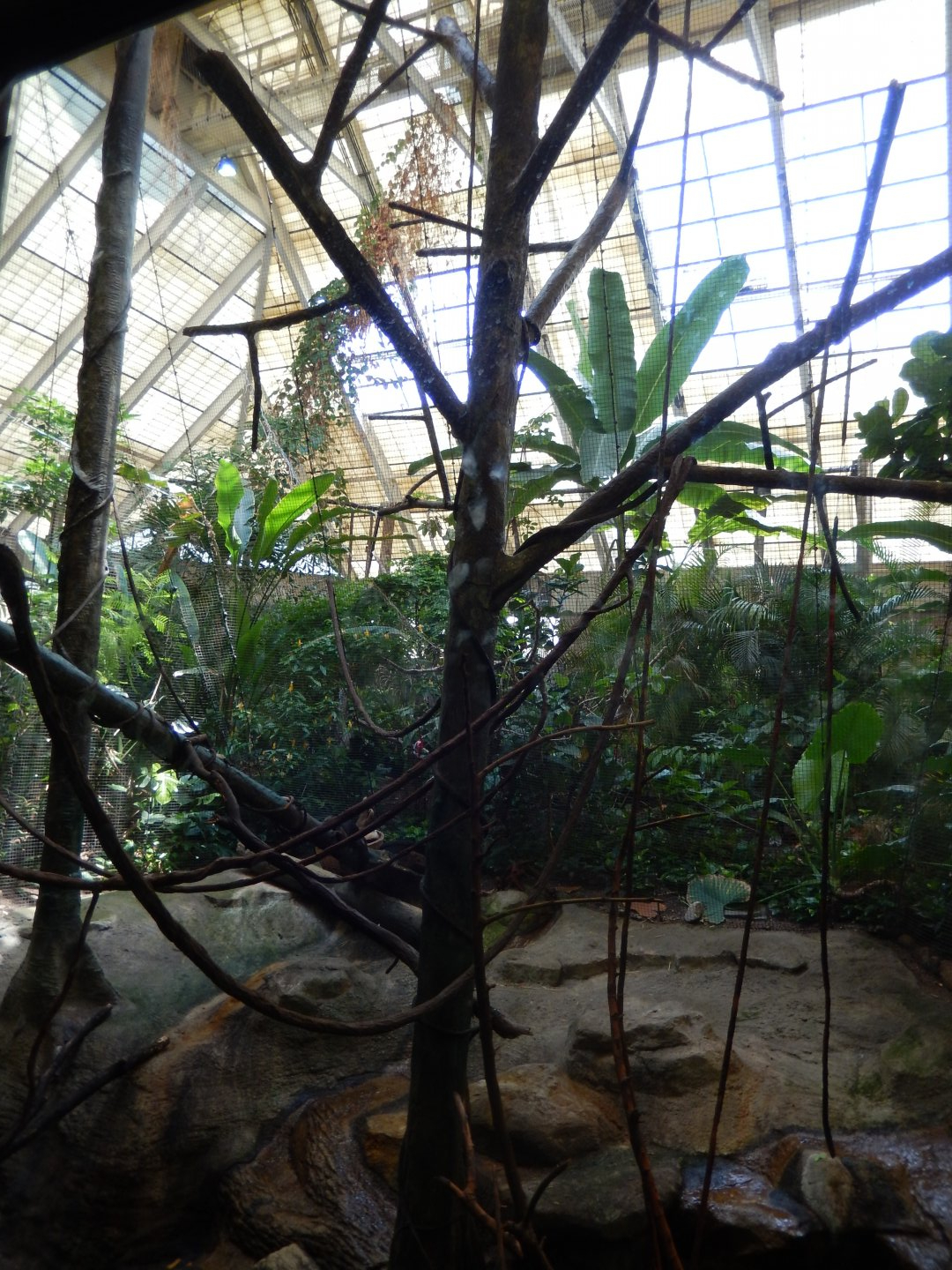 6/17/2018 - Primate Exhibit