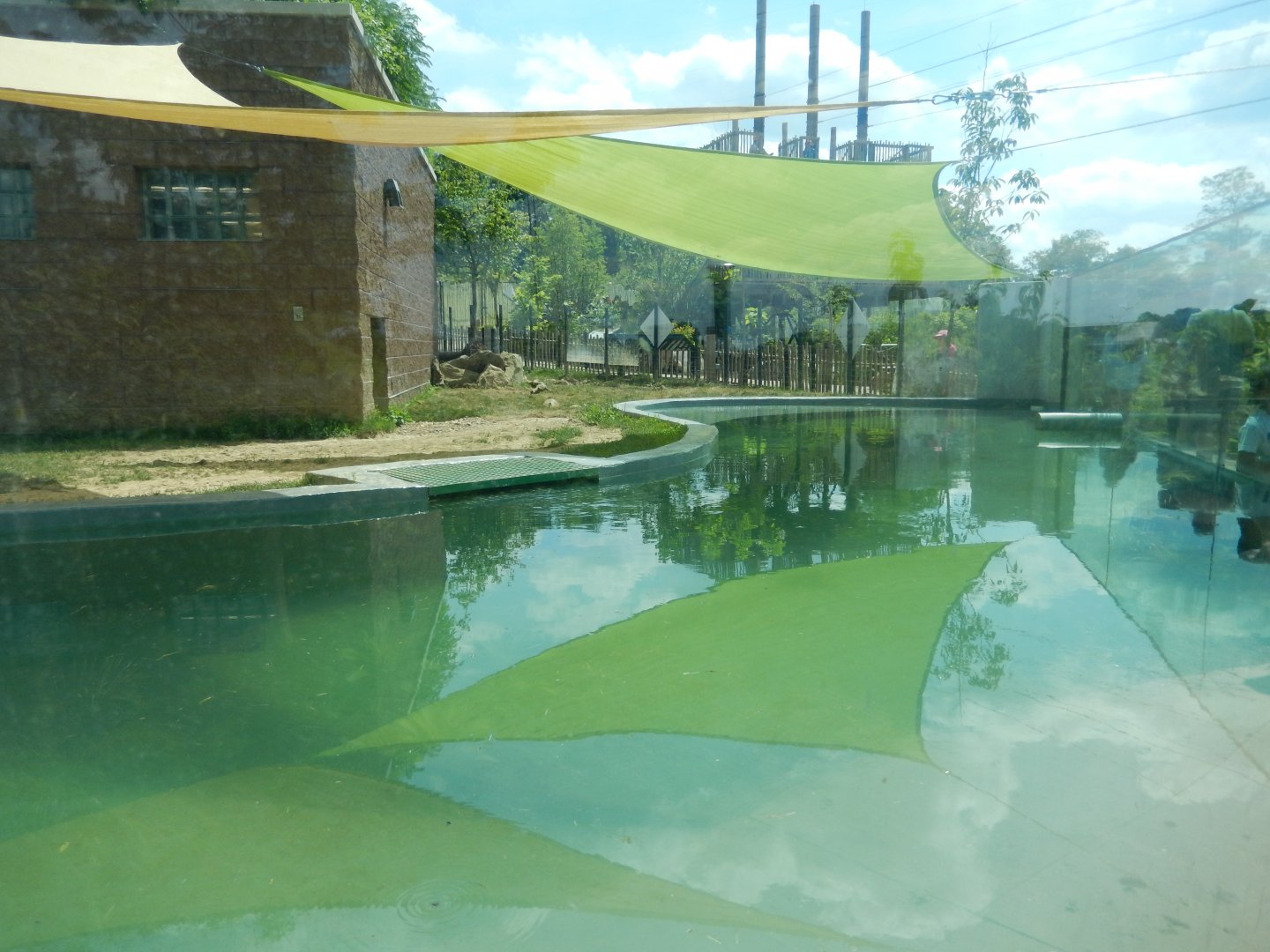 6/17/2018 - Pygmy Hippo Exhibit