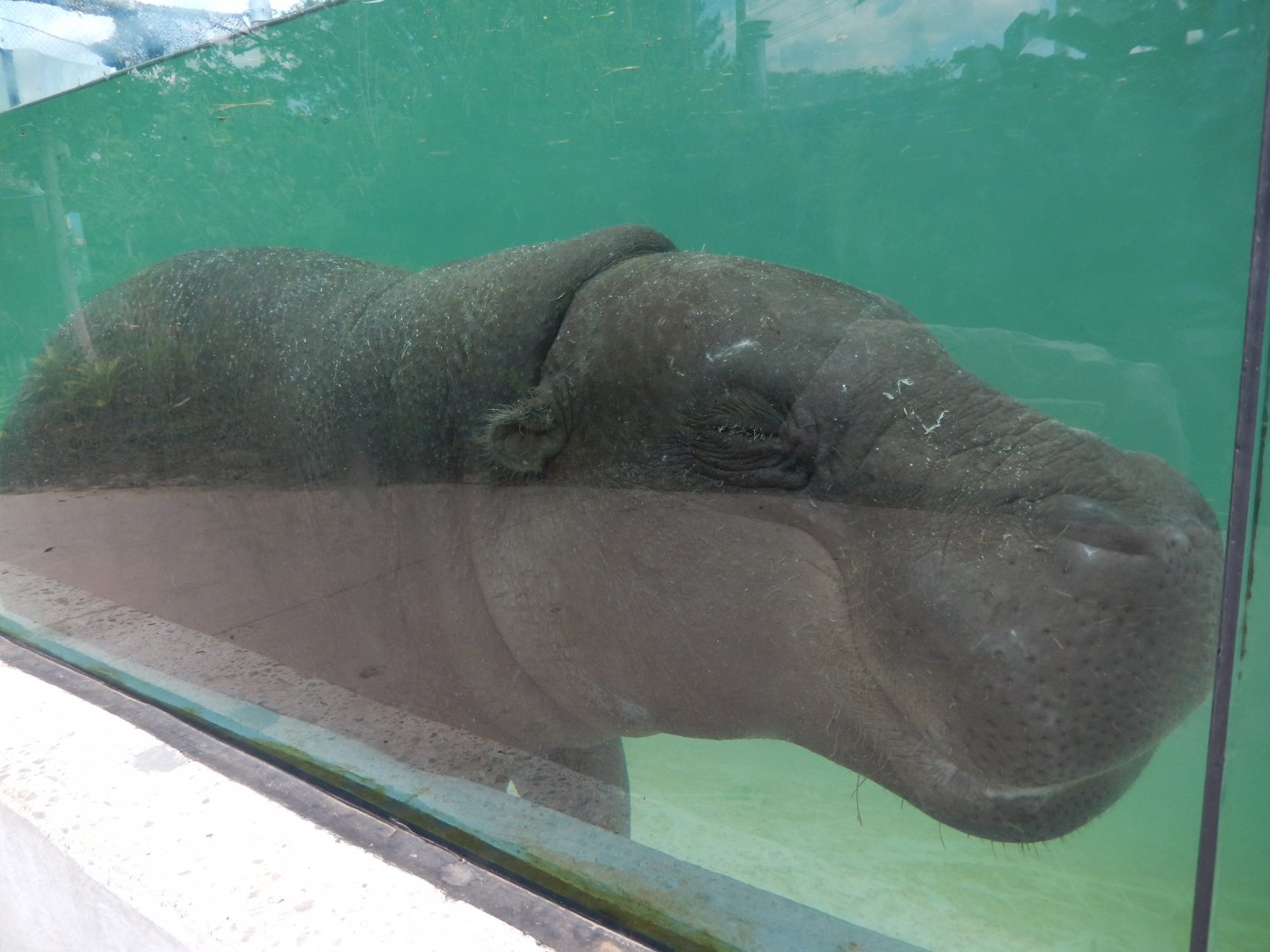 6/17/2018 - Pygmy Hippo