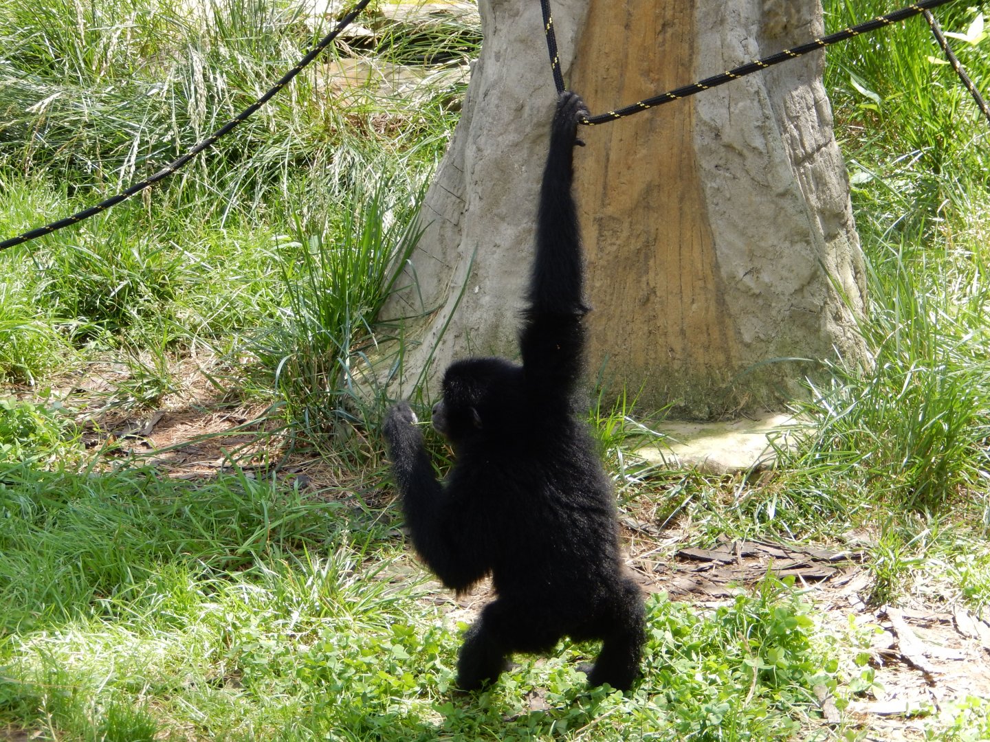 6/17/2018 - Rejected Baby Siamang