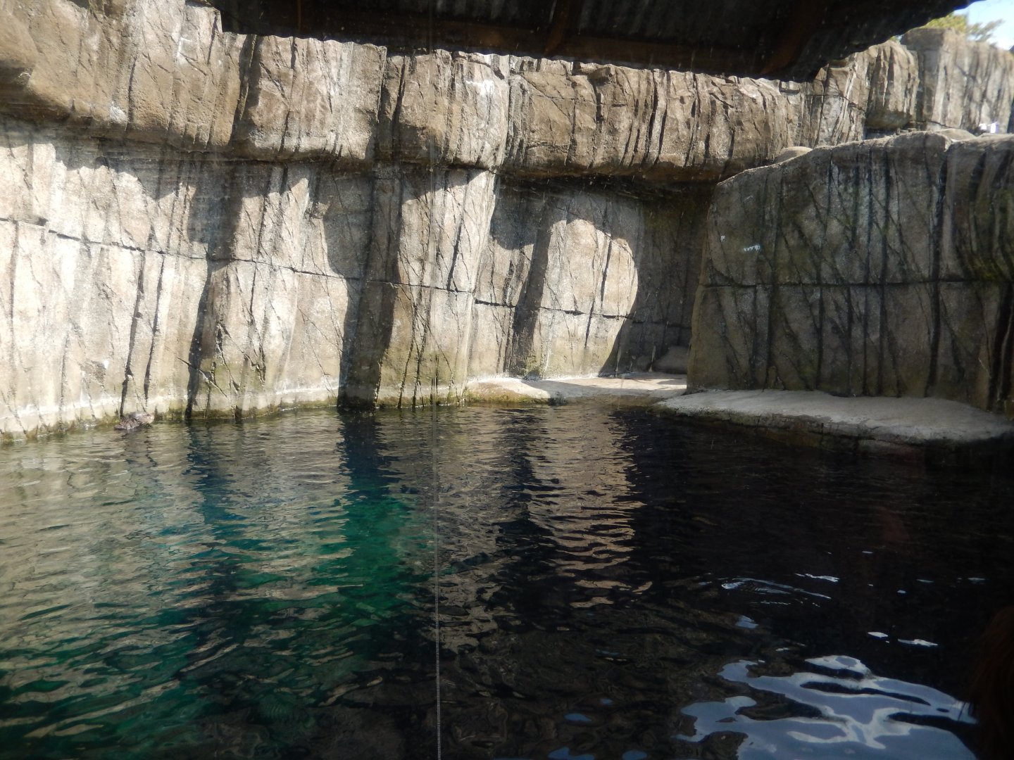 6/17/2018 - Sea Otter Pool