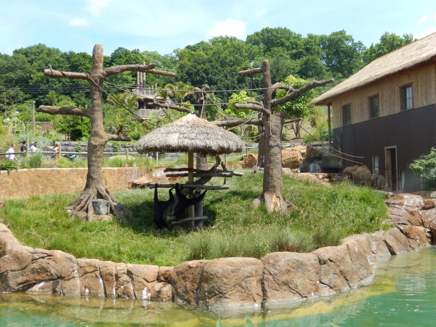 6/17/2018 - Siamang Island