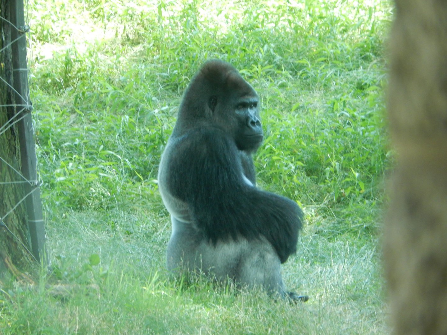 6/17/2018 - Silverback Gorilla