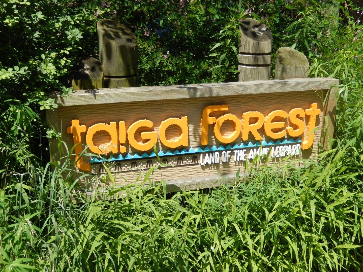 6/17/2018 - Taiga Forest Sign