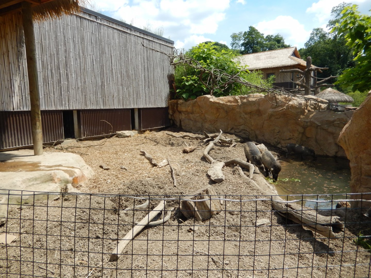 6/17/2018 - Visayan Warty Pig Exhibit