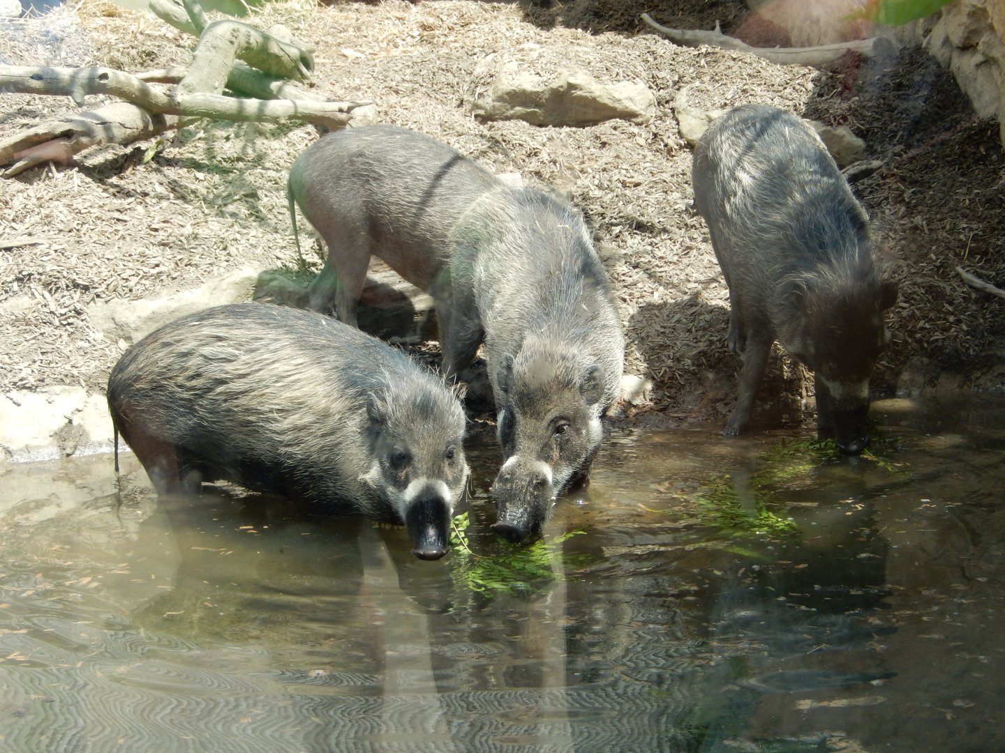 6/17/2018 - Visayan Warty Pigs
