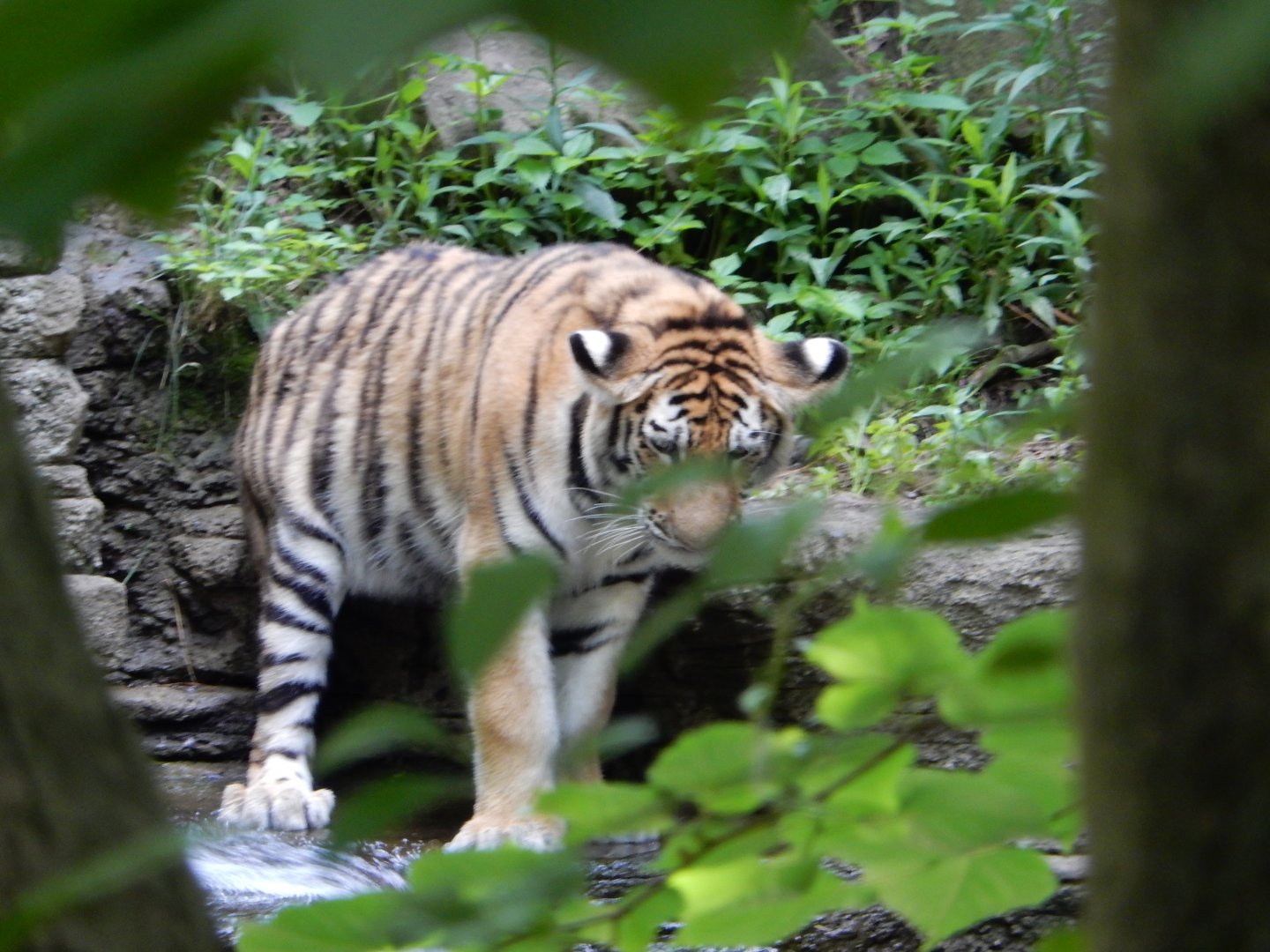 6/17/2018 - Who's That Thru the Bushes?
