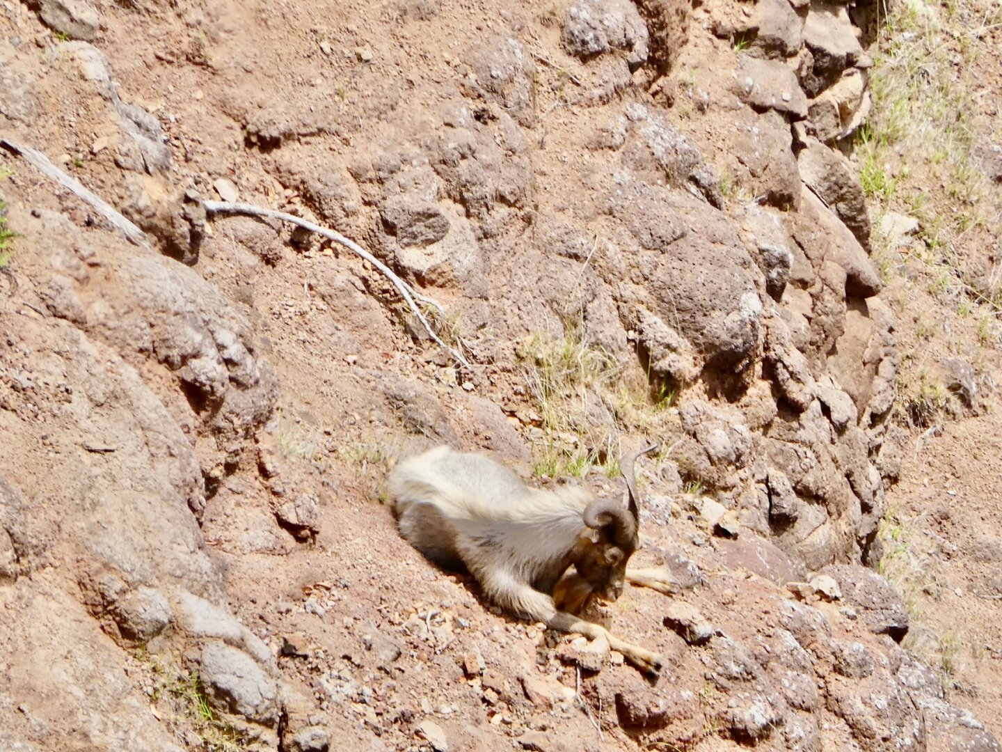 6/18/19 Domestic Goat, Kauai, HI