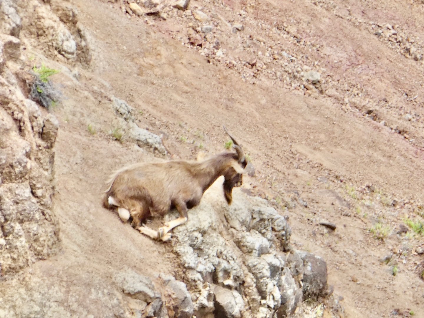 6/18/19 Domestic Goat, Kauai, HI